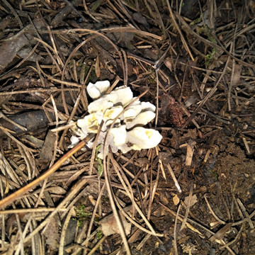 干巴菌