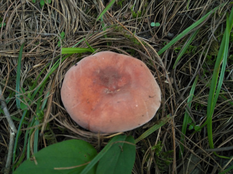 黑牛肝菌