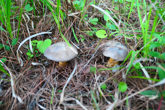 黑牛肝菌