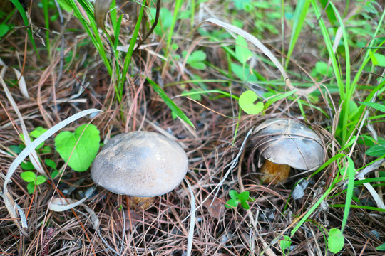黑牛肝菌