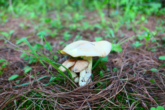 黑牛肝菌