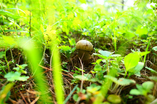 黑牛肝菌