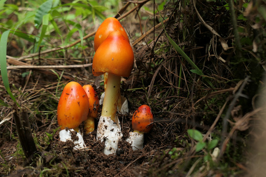 黄蜡伞菌