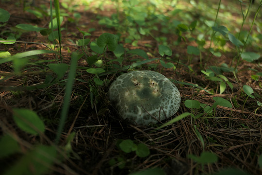 青头菌
