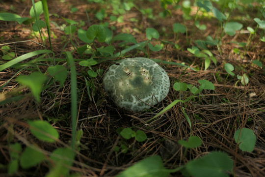 青头菌