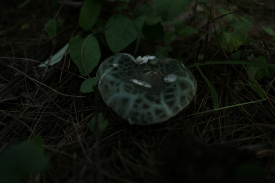 青头菌
