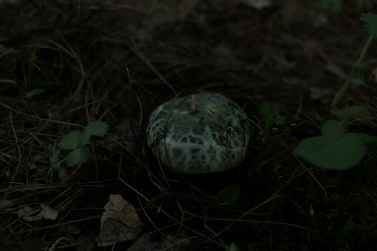 青头菌