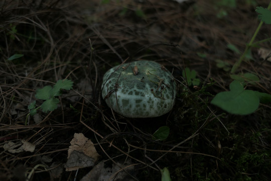 青头菌