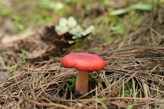 红巴巴菌