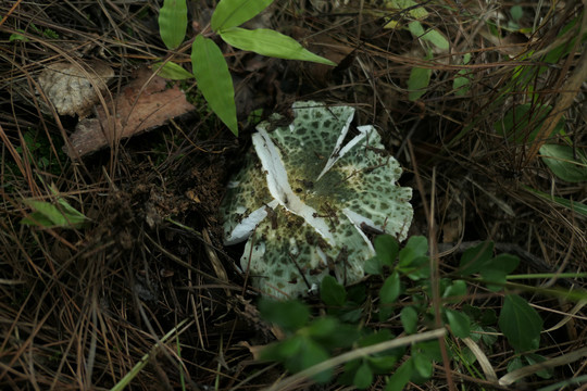 青头菌