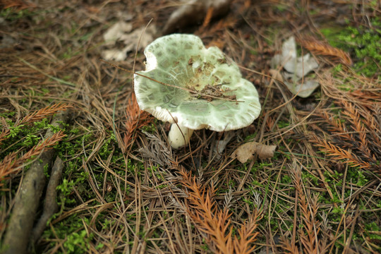 青头菌