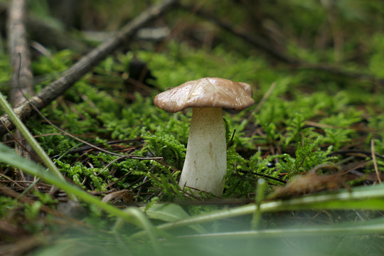 牛肚菌
