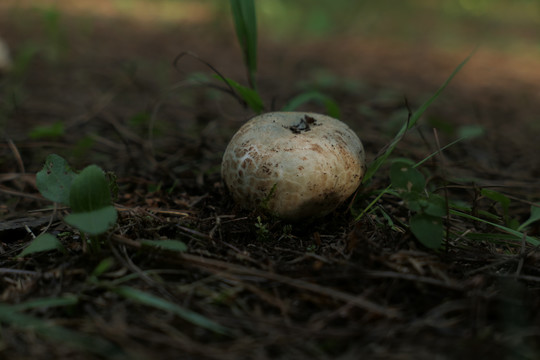 青头菌
