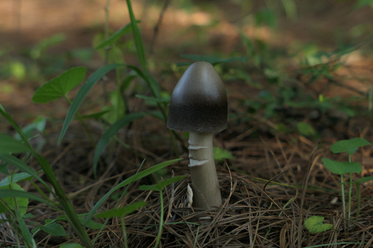 野生蘑菇