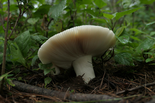 青头菌