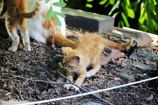 小野猫在屋顶玩耍