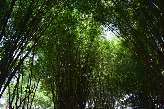 竹林树顶图片