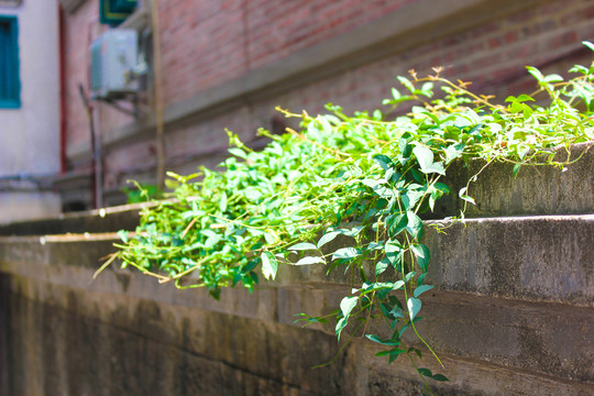 墙头上的绿色植物