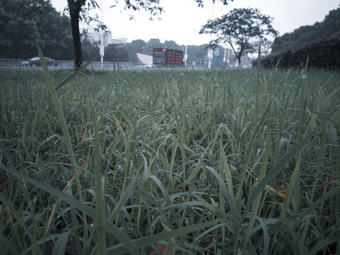 雨中小草