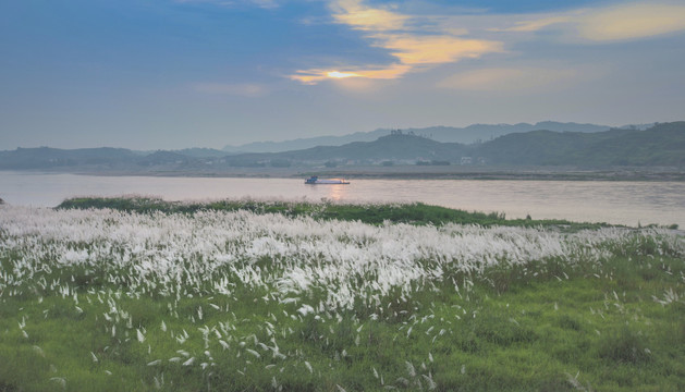 蓝天晚霞岷江与芦苇花