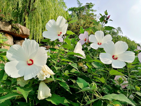 草芙蓉