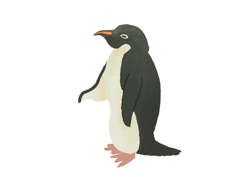 原创手绘插画卡通动物南极企鹅