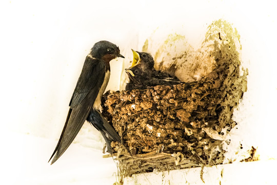 小燕子喂食