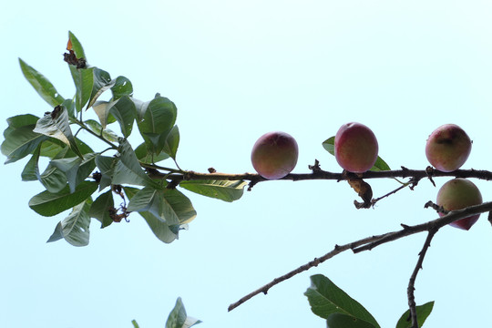 油桃