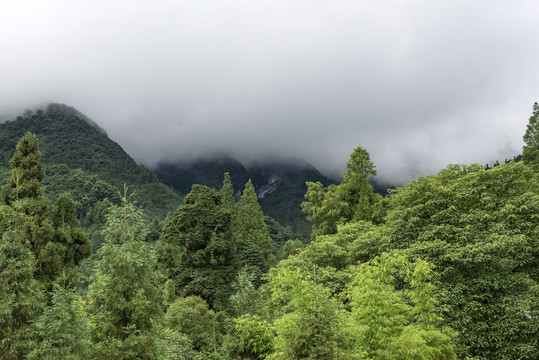 树林森林1绿水青山