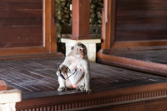 巴厘岛情人崖猴子