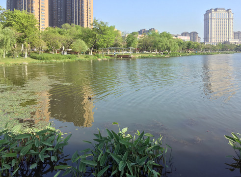 水生植物沿湖景观改造
