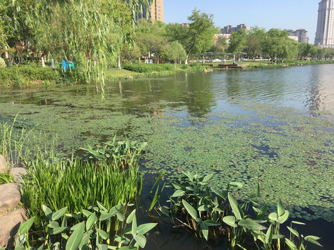 水生植物沿湖景观改造