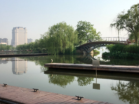 龙池湖比赛区码头水鸟特写