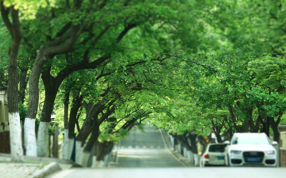 绿树道路