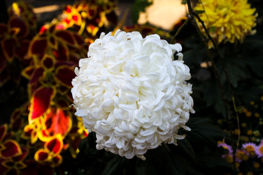 菊花
