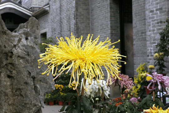 金菊花