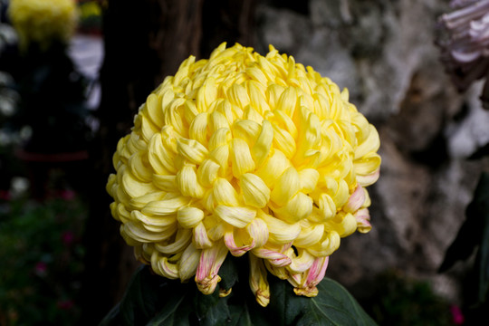 金菊花