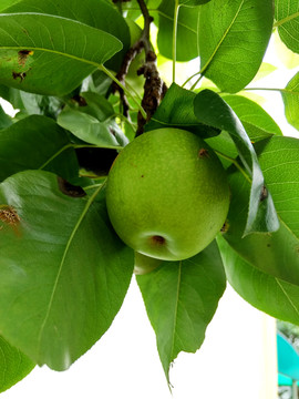 梨树枝头的梨子