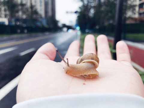 蜗牛