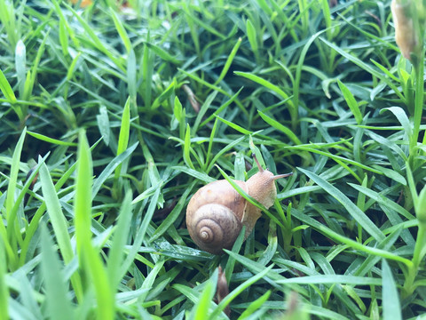 蜗牛