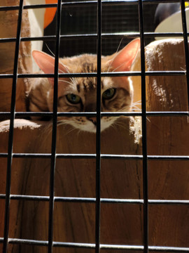 笼子里的猫