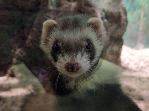 鼬