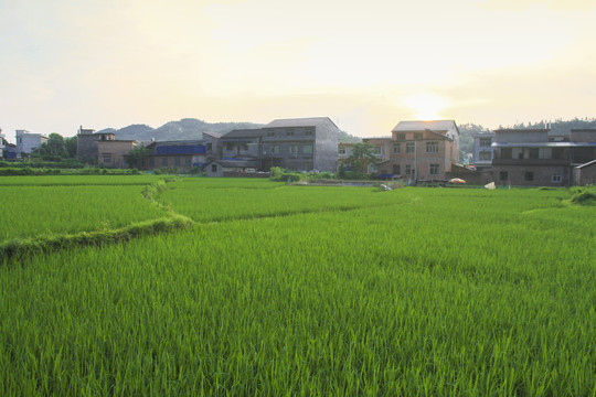农业水稻