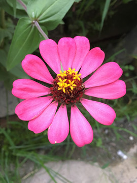 粉色格桑花