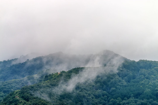 大山森林云雾