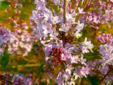 丁香花