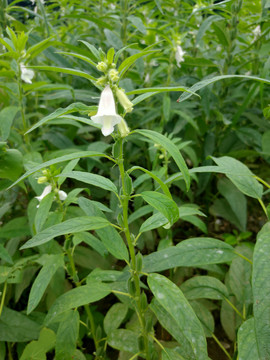 芝麻开花