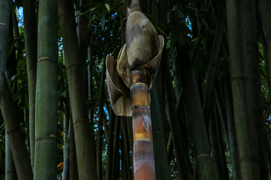 竹子