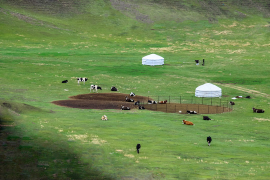 草原牛群羊圈蒙古包