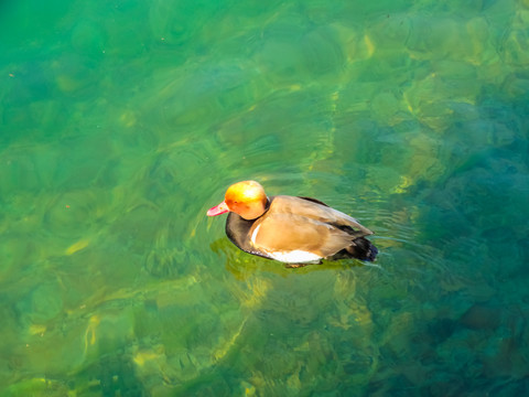 琉森湖水鸟